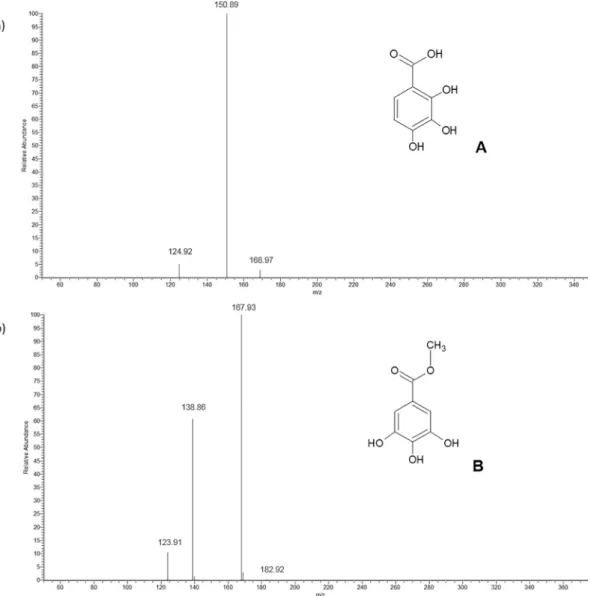 Fig. 13. MS fragmentation spectra of a) 2,3,4-trihydroxybenzoic acid (Peak A of Figs. 3 and 4 chromatograms) and b) methyl gallate (Peak B of Figs