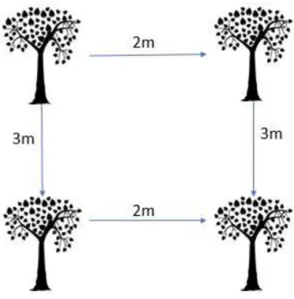 Figure 6: Illustration of tree spacing in the plots 