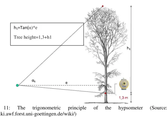 Figure  11:  The  trigonometric  principle  of  the  hypsometer  (Source: 