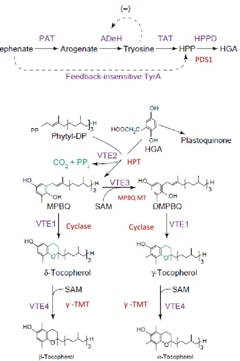 Fig  2:  Tocopherol  biosynthesis  in  plants  and  cyanobacteria  (DellaPenna,  2005b)