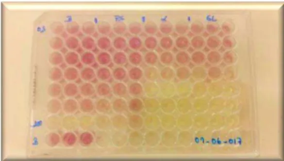 Fig 9: Microplates for the DPPH radical scavenging activity assay. 