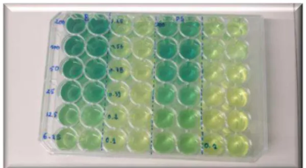 Fig 10: Microplates for the reducing power assay. 