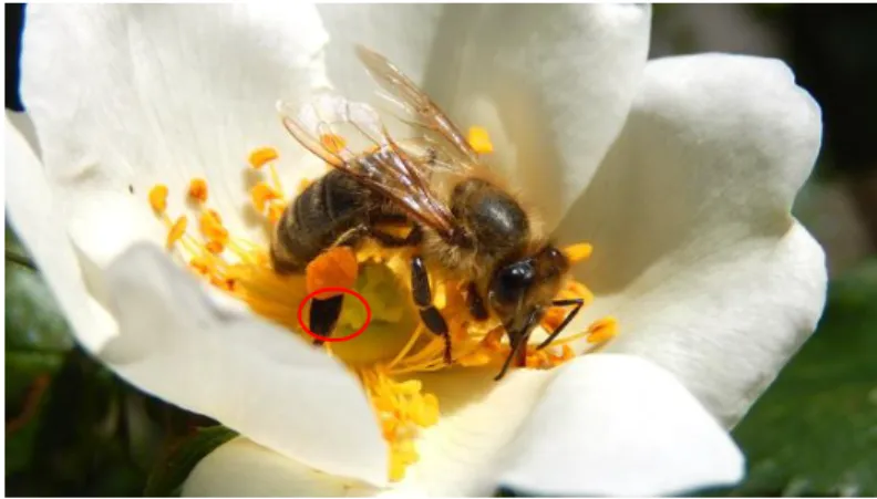 Figure 2: Pollen grain structure. 