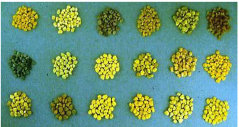 Figure 4: Different colored pollen grains collected by honeybees. 