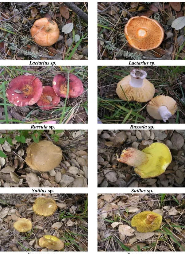 Figura 4 (cont.) - Espécies de cogumelos colhidos na Freguesia de Morais. 