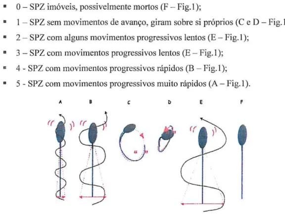 Fig.  I: Motilidade dos espermatozóides (Fonte: Magapor) 