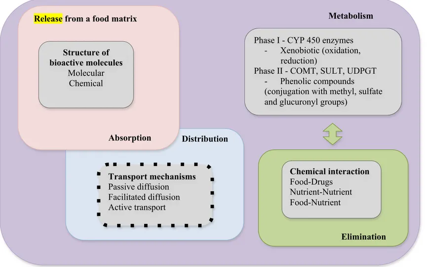 Figure  3.  The  most  important  factors  in  the  bioavailability  and  bio-efficacy  of  bioactive  compounds