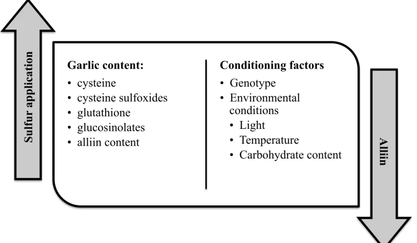 Figure 3. Most important determinant factors to the garlic quality during to the fertilization process Garlic content: • cysteine • cysteine sulfoxides • glutathione • glucosinolates • alliin content  Conditioning factors • Genotype • Environmental conditi
