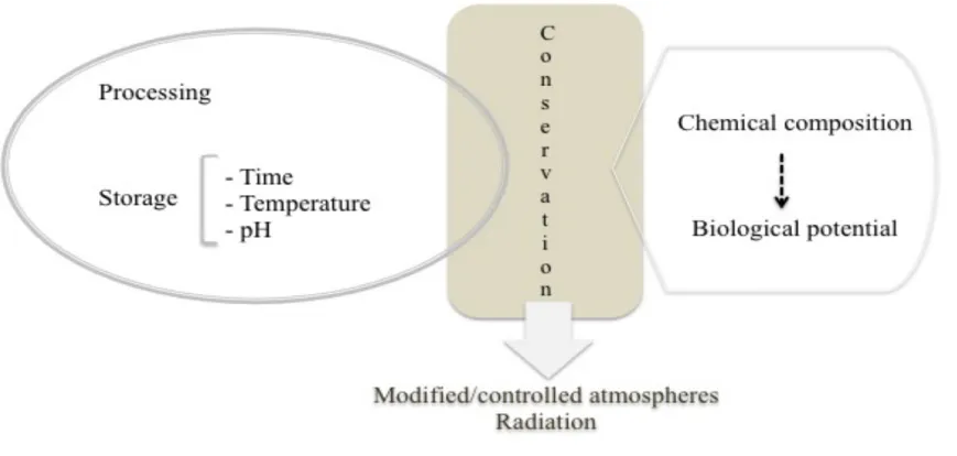 Figure 4. Schematic presentation of post-harvest factors related with garlic quality. 