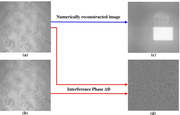 Fig. 2 (a) - Digital hologram of the undeformed object; (b) - Digital hologram of the deformed object; (c) -  Numerically reconstructed image of the object; (d) - Interference phase distribution for an object rotation