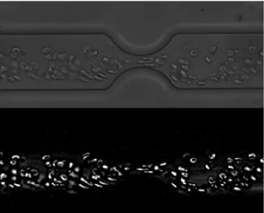 Figure 4: Result of watershed method. 