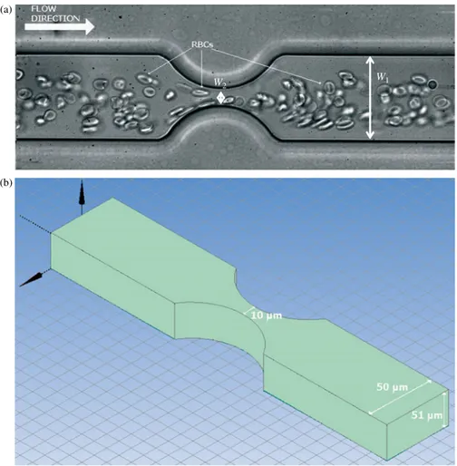 Figure 1. (a) RBCs flowing through a microchannel having a smooth contraction shape. W 1 ¼ 50 mm and W 2 ¼ 10 mm