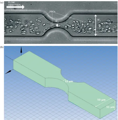 Figure 1. (a) RBCs flowing through a microchannel having a smooth contraction shape. W 1 ¼ 50 mm and W 2 ¼ 10 mm