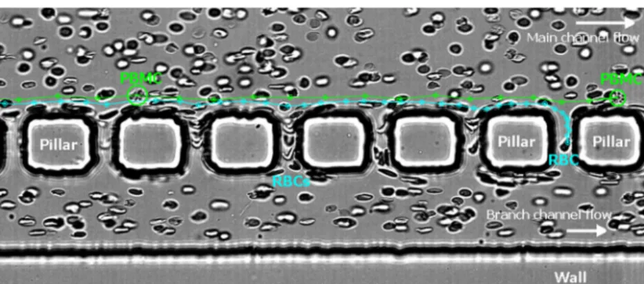 Figure 3 shows clearly that the pillars provide a barrier to WBCs as a PBMC is rolling along the cross-flow pillars  pro-moting this cell to flow within the main channel