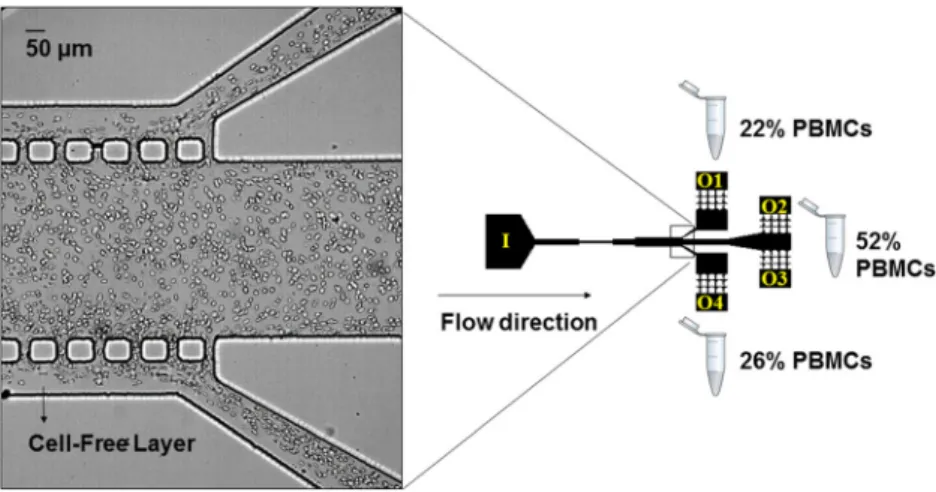 Figure 5 shows the DIs of the blood cells (RBCs and PBMCs) flowing along the axial position of a hyperbolic channel with a sudden expansion, as well as the average or pseudo shear rate, γ ¼ D U