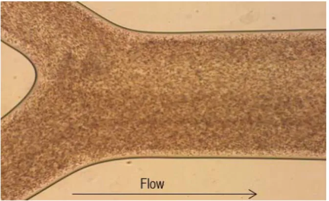 Figure 7. Blood flowing around the confluence with 5% Hct and a flow rate of 10  μ l/min