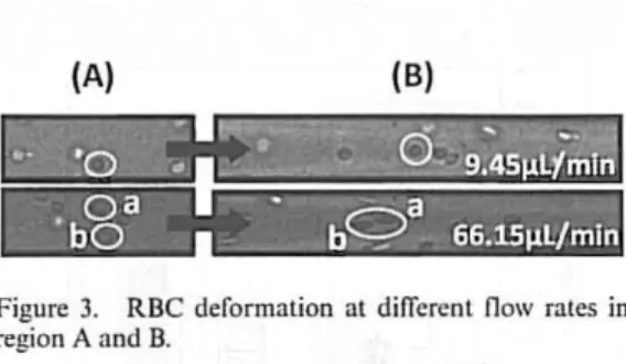 Fig.  3  shows  RBCs  nowing  through  lhe  POMS  hyperbolic  microchannel  in  original  imagcs  at 
