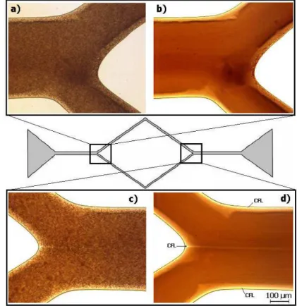 Figure 11. Visualization of in vitro blood with 15% Hct flowing in a microchannel geometry  with (a) diverging bifurcation (original image); (b) diverging bifurcation (the sum of all  images); (c) converging bifurcation or confluence (original image), and 