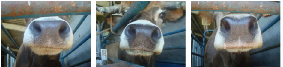 Fig. 1. A sample of images olleted from three dierent animals.