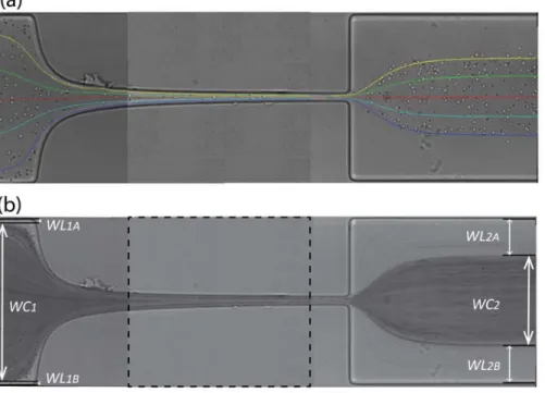Figure 5.  a) RBC trajectories manually tracked by MTrackJ plug-in from ImageJ. b) Image obtained after post-processing using the minimum intensity level  option in ImageJ, Zproject operation for the measurement of the cell free layer and relevant variable