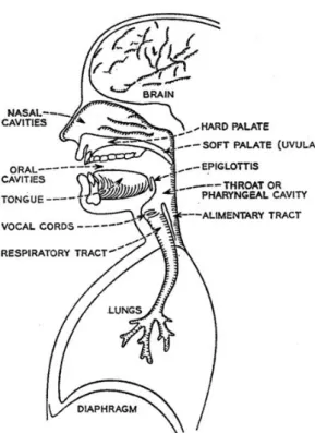 Figura 1  –  Representação das principais estruturas que contribuem para o mecanismo de fala
