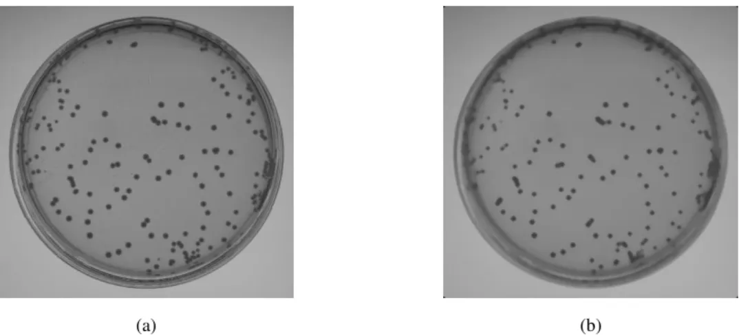 Figure 7: result of binarization using Otsu´s method as threshold. 