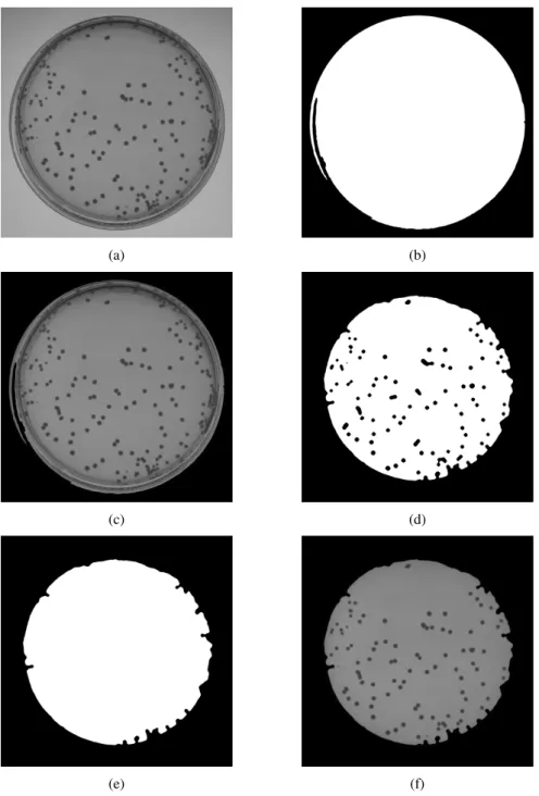 Figure 8:(a) grayscale image of Figure 2(a); (b) mask of Petri dish visualized in (a); (c) image of Petri dish extracted  from background obtained as product of (a) and (b); (d) Binarization of (c); (e) mask of central area obtained after 