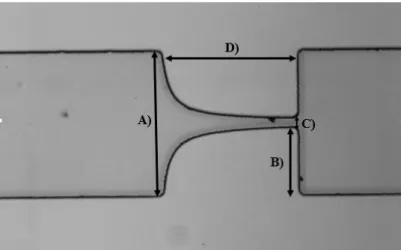 Figura 29.Dimensões do microcanal com contração hiperbólica, objetiva 16x, A) 382,8 µm, B) 172,0 µm, C) 45,2  µm, D) 354,8 µm, profundidade =54,8 µm