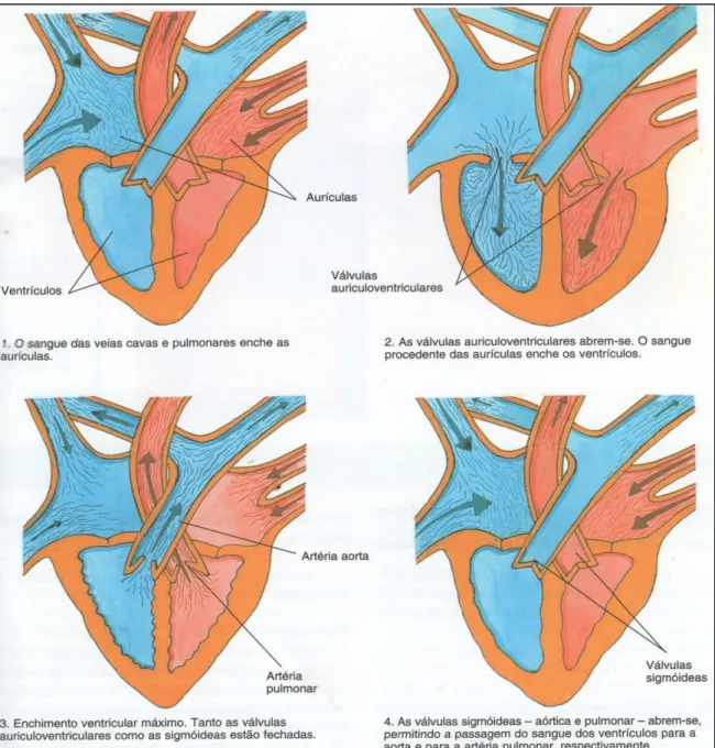 Figura 2. Ciclo cardíaco retirado de (Rodrigues, 1995). 