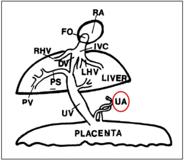 Figura 12. Representação do ductos Venoso (UA), como um desvio entre a veia umbilical (UV) e a veia cava  inferior (IVC) retirado de (Montenegro et al., 1997)