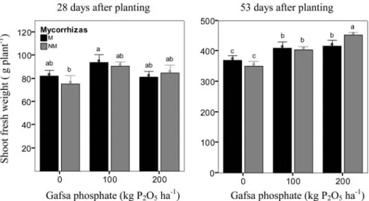 Figure 2. Lettuce shoot fresh weight 28 and 53 days after planting mycorrhized (M) and non-mycorrhized (NM) lettuce, with increasing rates of Gafsa phosphate (0, 100 and 200 kg P 2 O 5 ha ¡1 )