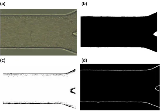 Figure 5. automatic method: (a) one frame of the acquired sequence, this frame was acquired by i-speed lt, olympus camera at 50 frames per second and a resolution of  600 × 800; (b) result of the first step of the automatic method: the threshold defines th