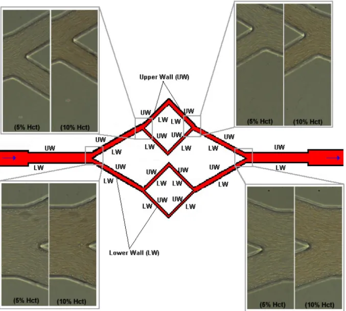 Figure 8 shows the calculated values for the CFL thickness at  the larger daughter branches of the network, i.e