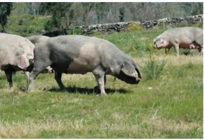 Ilustração 3 - Porco Bísaro em pastoreio. 