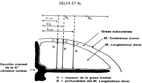 Figura 3. Medidas de espesor de la grasa subcutánea lumbar y profundidad del M.