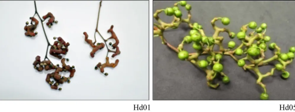Fig. 1. Hovenia dulcis Thunb. pseudofruits: immature stage and the optimum stage for food consumption (Hd01 and Hd05, respectively).