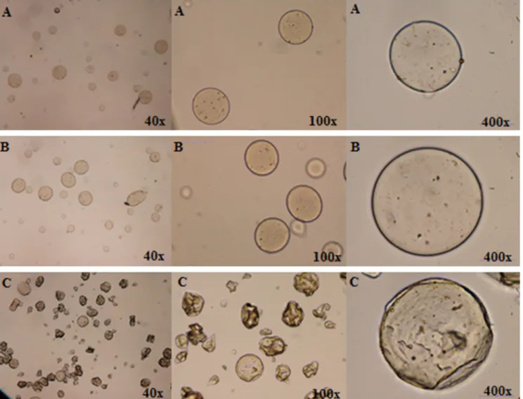 Fig. 2. Optical microscopy of the microspheres throughout the microencapsulation process