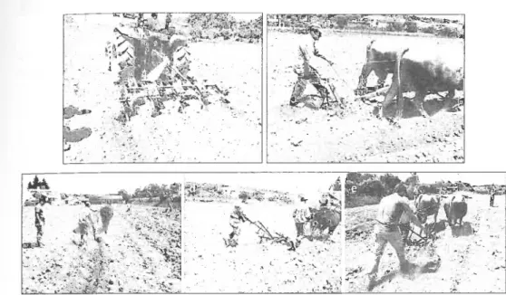Figure 2. Cultivator pulled by tractor (a); Roman plough pulled by cows (b) and by donkeys (c); Cultivator pulled by donkeys (d) and by cows (e)