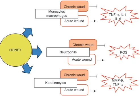 Fig. 4.5  The immunomodulatory action of honey on immune and cutaneous cells involved in  wound healing