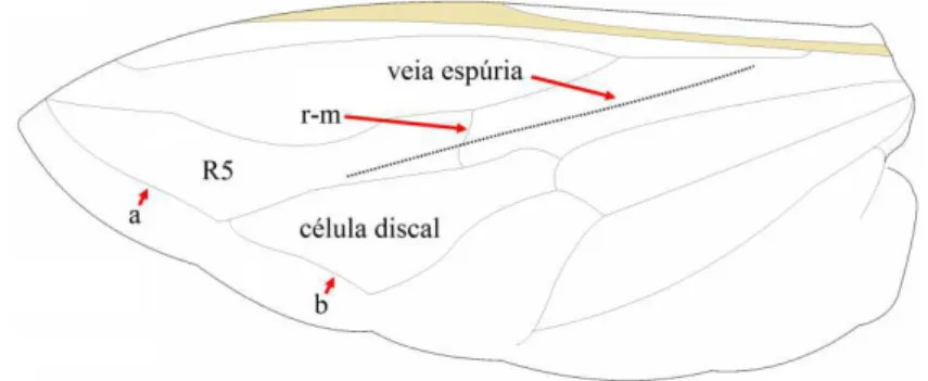 Figura 1.5. Esquema simplificado da asa de um sirfídeo . 