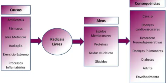 Figura 4. Diagrama das causas, alvos e consequências do stresse oxidativo levado a cabo por radicais  livres (Ferreira et al., 2009)