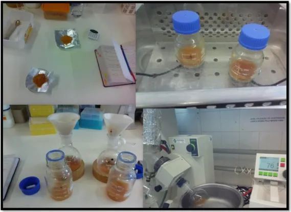 Figure 6. Catechin extraction from Arbutus unedo L fruits. 