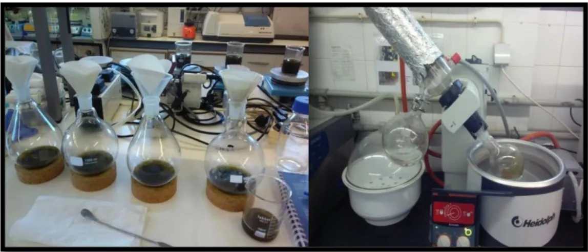 Figure 7. Rosmarinic acid extraction from Ocinium basilicum leaves. 