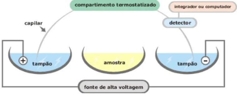 Figura 2 - Exemplo de um eletroferograma