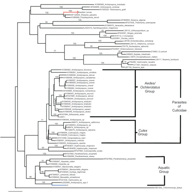 FIGURE 3 - Phylogenetic tree generated for microsporidia. Unrooted tree constructed with the maximum likelihood method using the  general time reversible model of nucleotide substitution and gamma distribution (GTR + G), using Seaview software