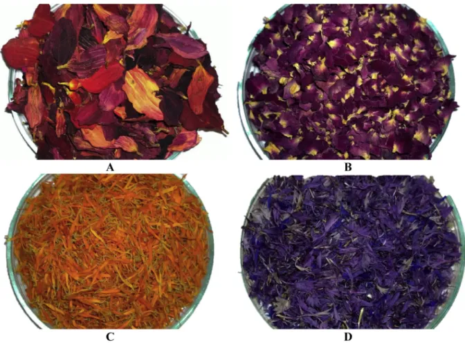 Fig. 1. Petals from (A) Dahlia; (B) Rose; (C) Calendula; (D) Centaurea.