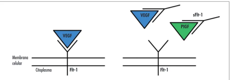 Figura 3 - No primeiro desenho observa-se a ligação normal entre o VEGF e seu receptor na membrana celular