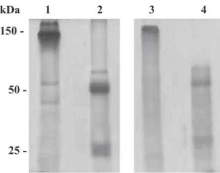 Fig. 1: 50 µg of IgG-enriched fraction of rabbit anti-LT-I (heat- (heat-labile toxins) polyclonal antibody  (lanes 1 and 2) and IgG2b  anti-LT-I monoclonal antibody (lanes 3 and 4) were submitted to 15%