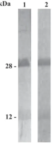 Fig. 2: 10 µg of purified heat-labile toxins (LT-I) were separated by 12% SDS/PAGE and transferred to nitrocellulose membrane