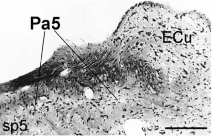 Figure 1.  Photomicrograph of transversal Nissl-stained section of the  paratrigeminal nucleus within the spinal trigeminal tract in the rat 